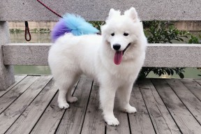 华体会网址-坐穿板凳却拿满分的导演，凯尔特人强势击败猛龙，保罗赛后评分引热议