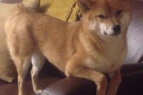 华体会-沉默的巨兽，当约基奇在总决赛之夜重塑篮球的定义